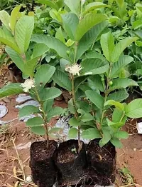 The Entacloo Guava Plant GUAVAVA PLANT L88-thumb2