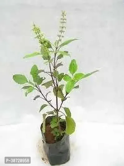 The Entacloo Tulsi Plant Tulsi, Thulasi, Ocimum Tenuiflorum, Commonly Known as Holy Basil Without pot (with polythene bag) Medicinal Live plant-thumb0