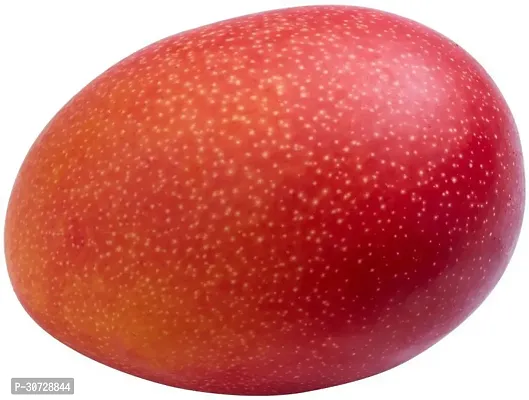 The Entacloo Mango Plant Japanese Variant Miyazaki Mango Live Pant also known as Egg of Sun.-thumb3