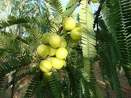 The Entacloo Amla Plant Amla Thai Green Gooseberries Amlaki Fruit Grafted Live PlantsTree(11.5 Ft Size)-thumb1