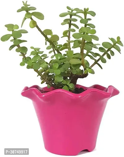 The Entacloo Jade Plant LIVE PLANT Decorative Air Purifying Jade Green Plant with Blossom Pot color pink-thumb0