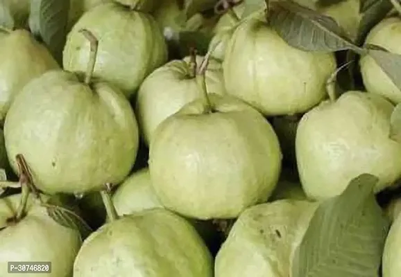 The Entacloo Guava Plant Grafted Layering GuavaPunjab SafedaHybrid Variety 1-thumb0