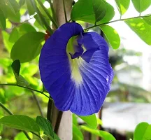 The Entacloo Aparajita Butterfly Pea Plant NilkanthanAparajita.plant ( 1 healthy live plant)-thumb2