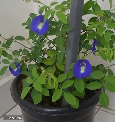 The Entacloo Aparajita Butterfly Pea Plant Aprajita Flower Plant 002-thumb0