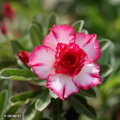 The Entacloo Adenium Plant ADENIUM PLANT OLJJ-thumb3