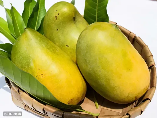 The Entacloo Mango Plant Gir Kesar Mango Plant - Grafted-thumb0