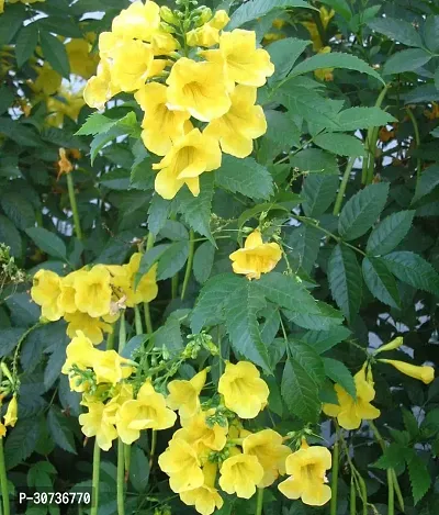 The Entacloo Tecoma Plant TecomaTikomaGori ChoriYellow BellTrumpetbushes Plant Yellow Flower Live PlantV-3-thumb0