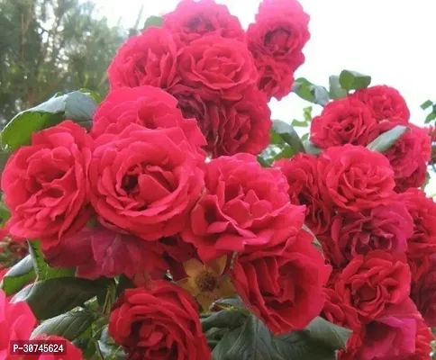 The Entacloo Rose Plant red rose22-thumb0