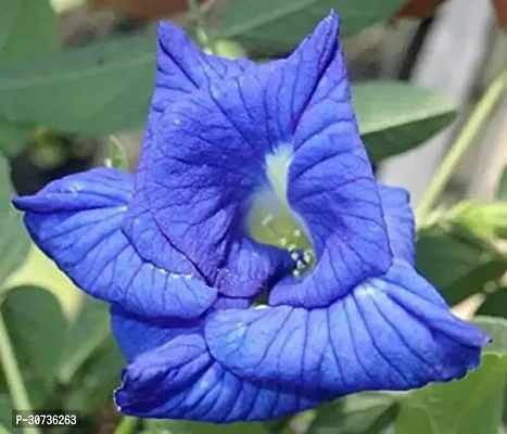 The Entacloo Aparajita Butterfly Pea Plant Aparajita Blue Double Flowering Plant - Clitoria Ternatea-thumb0