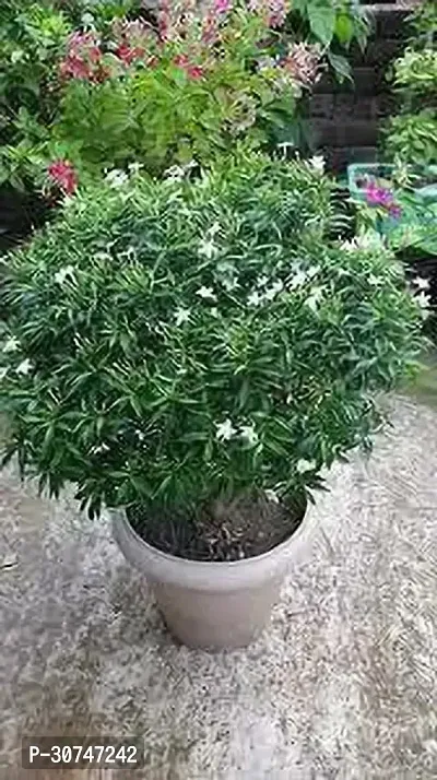 The Entacloo Jasmine Plant JASMINE PLANT XX-thumb0