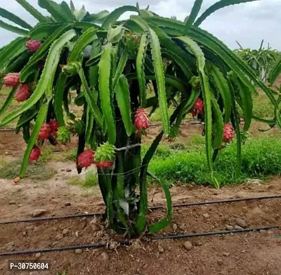 The Entacloo Dragon Tree Hybrid Dragon Fruit Plant A 20-thumb0