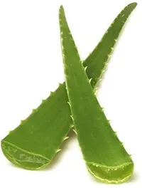 The Entacloo Aloe Vera Plant aloevera plant leaves-thumb2