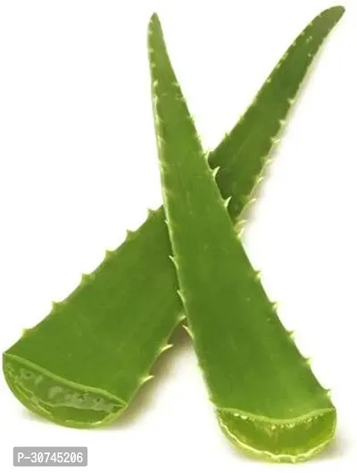 The Entacloo Aloe Vera Plant aloevera plant leaves-thumb3