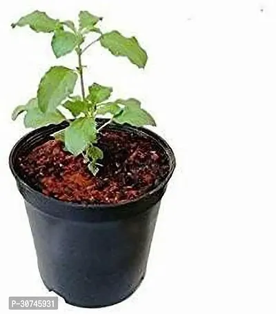 The Entacloo Tulsi Plant EVltul2-thumb0