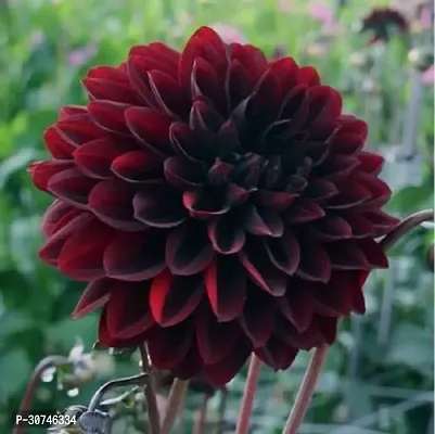 The Entacloo Chrysanthemums Guldavari Plant Dahlia Live Plant-thumb0