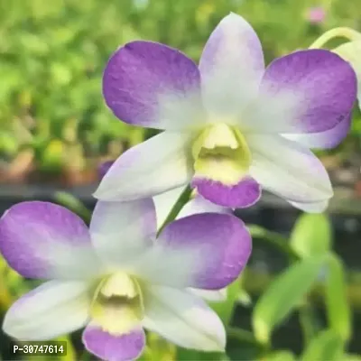 The Entacloo Orchid Plant Dendrobium Areedang Blue 2 Seedling Size-thumb0