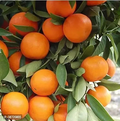 The Entacloo Orange Plant NARANGIchinese ORANGE PLANT-thumb2