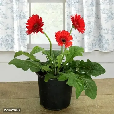 The Entacloo Gerbera Plant GERBERA FLOWER PLANT-thumb0