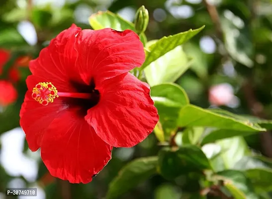 The Entacloo Hibiscus Plant RED HIBISCUS 1-thumb0