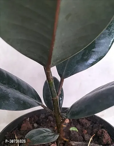 The Entacloo Rubber Tree Rubber Plant Tree, Rubber Plant Ficus elastica (Small) - Plant Garden Live Plant Nursery Indoor Outdoor Living Plants-thumb2