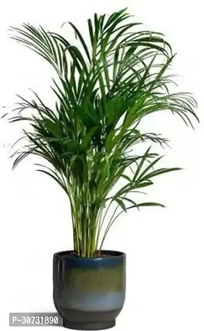 The Entacloo Areca Palm Areca Palm ar60-thumb0