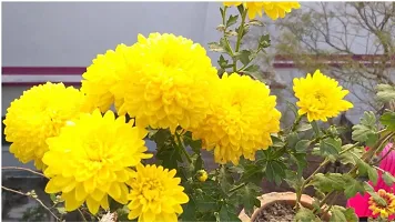 The Entacloo Chrysanthemums Guldavari Plant ChrysanthemumChandramallika Plant-thumb1