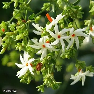 The Entacloo ParijatHarsingar Plant Parijat Flower PlantShiuli a44-thumb0