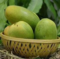 The Entacloo Mango Plant Brunei All time mango hybrid-thumb1