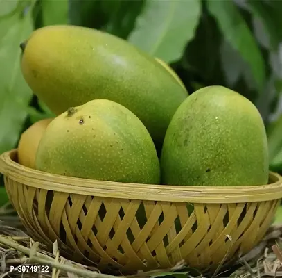 The Entacloo Mango Plant Brunei All time mango hybrid-thumb2