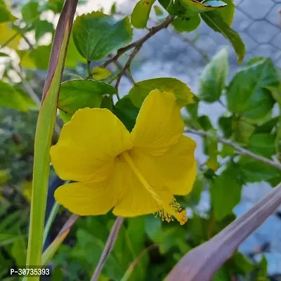 The Entacloo Hibiscus Plant Hibiscus Yellow Live Flower Plant CF33000111-thumb0