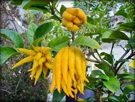 The Entacloo Lemon Plant Buddhas Palm Lemon Live Plant.-thumb1