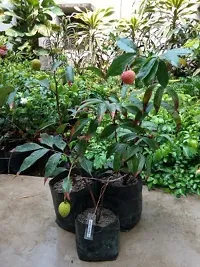 The Entacloo Litchi Plant Litchi Chinensis Variety China 3 Lychee Fruit (Air layeredGrafted) Live PlantsTree(11.5 Ft Size)-thumb2