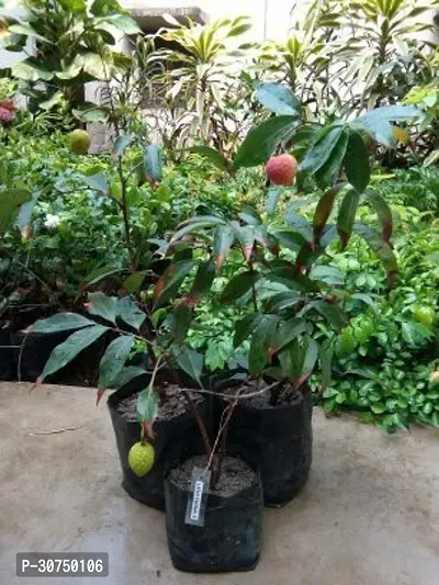 The Entacloo Litchi Plant Litchi Chinensis Variety China 3 Lychee Fruit (Air layeredGrafted) Live PlantsTree(11.5 Ft Size)-thumb3