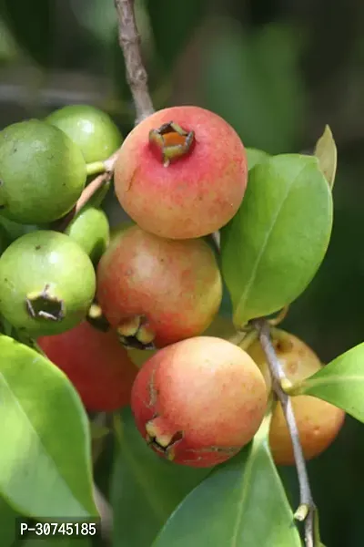 The Entacloo Guava Plant Thai Strawberry Guava Plant A17-thumb0