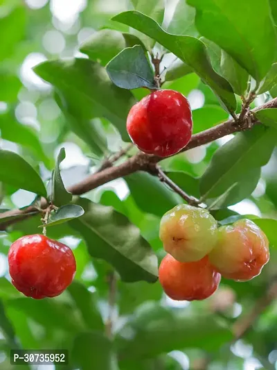 The Entacloo Cherry Fruit Plant CHERRY FRUIT PLANT-C32-thumb0