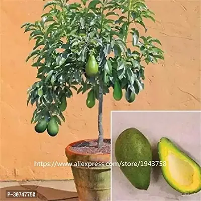 The Entacloo Avocado Plant EVAVOD13-thumb0