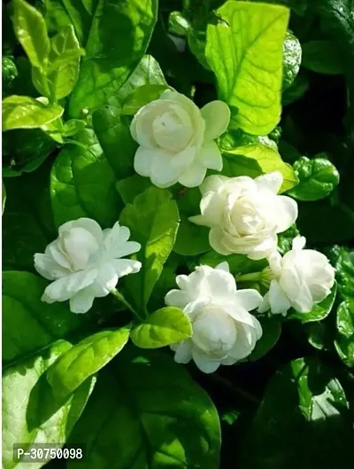 The Entacloo Jasmine Plant Jasmine Mogra live Plant-thumb0