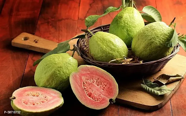 The Entacloo Guava Plant Vamsha Red Flesh Guava Fruit Plant Amrud Plant-thumb3