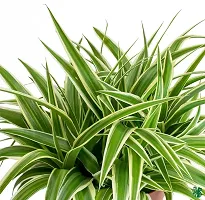 The Entacloo Spider Plant SPIDER PLANT ONN-thumb1