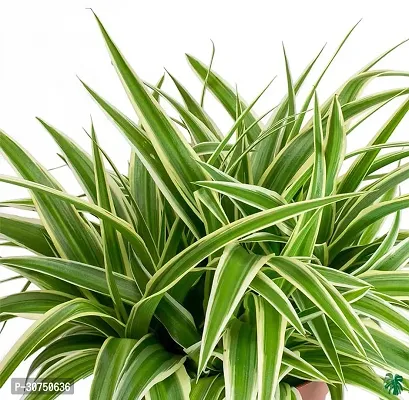 The Entacloo Spider Plant SPIDER PLANT ONN-thumb2