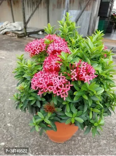 The Entacloo Ixora Mini Pink Flowering Plant Red IxoraRangan Plant-thumb2