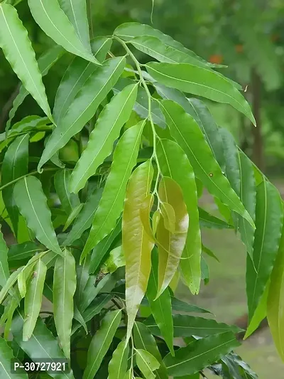 The Entacloo Ashok Plant ashok tree24-thumb0