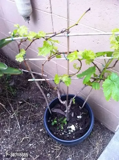 The Entacloo Grapes Plant g311-thumb0