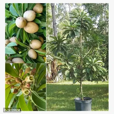 The Entacloo Chiku Plant Live Fruit Plant Manilkara Zapota,Sapodilla, Sapota, chikoo, Chico, Naseberry, or Nispero Sapota Chikoo SapotaChikoo Healthy (Thailand Variety) for Home and Outdoor Garden AGZQ02