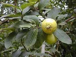 The Entacloo Guava Plant GUAVA PLANT-thumb1