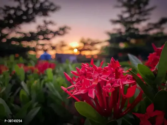 The Entacloo Trothic IxoraChethi Plant Trothic Ixora Chethi Red Plant Live Flower-thumb0