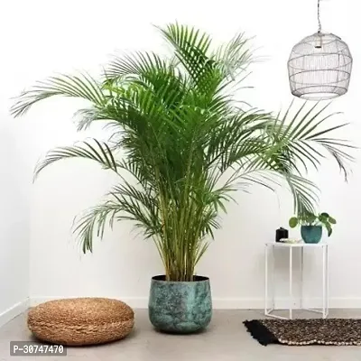 The Entacloo Areca Palm Areca Palm ar63-thumb0