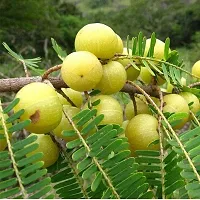 The Entacloo Amla Plant AmlaAmloki Fruit Plant-thumb2