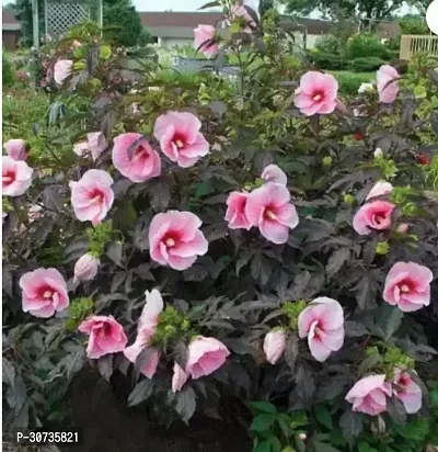 The Entacloo Hibiscus Plant Gardens Live HibiscusGudhal Red Double Flower Plant01254 (1 Plant)-thumb0