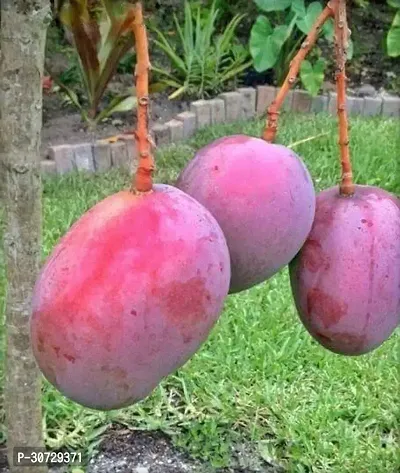 The Entacloo Mango Plant The Purple Irwin Mango Live Grafted Plant. R5-thumb0